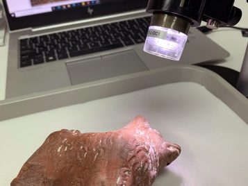 A reddish stone carved dog figurine lies on its side under the light of a digital microscope.
