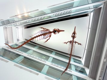 A photograph taken far below two dinosaur skeletons that are suspended from the ceiling in a stairwell several stories high.