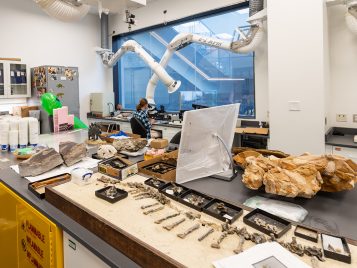 A laboratory table with fossil specimens arranged across it and a few samples of rocks. There is a large window and a person sitting at a desk in front in front of it.