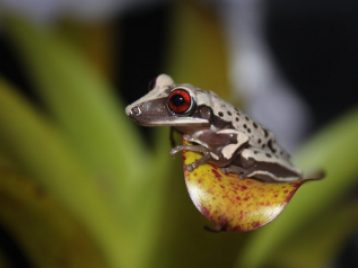 A frog looking to the left. It has red eyes and a bulbous belly.