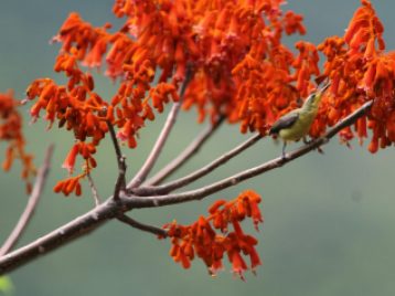A yellow bird on the branch of a bright red flowering tree.