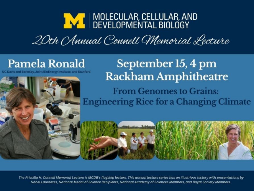 Dr. Ronald in lab and field of rice