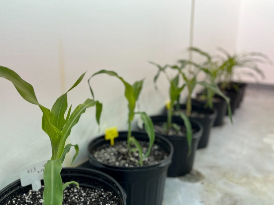 Marand Lab: New discoveries in corn genetics could help grow more productive, resilient crops 