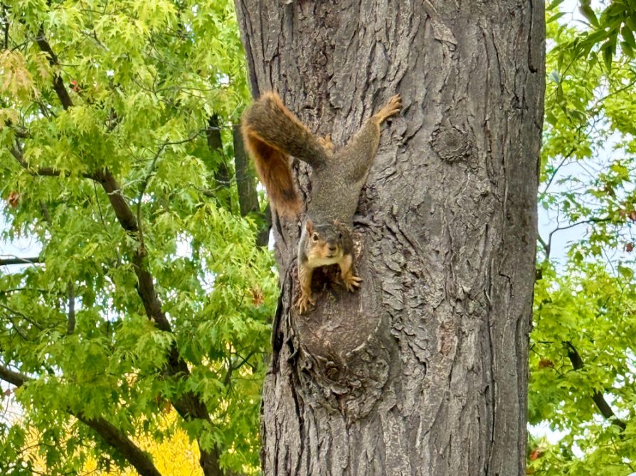 Squirrel climbing down a tree, looking at the camera.