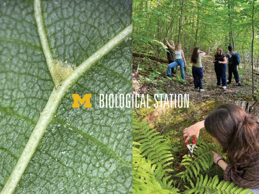 Undergraduate Students at U-M Biological Station Co-Author Mite-y Research Paper in Scientific Journal 