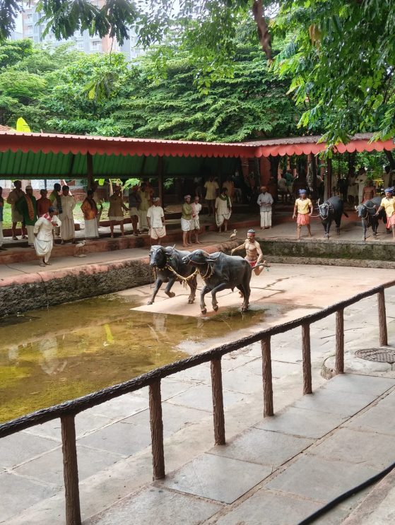 Two small cow statues in the center of a courtyard