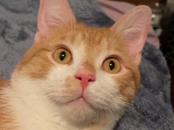 Leo