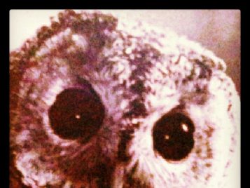 An owl looking shook at the juicy news we've got to tell. 