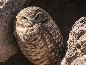 burrowing-owl