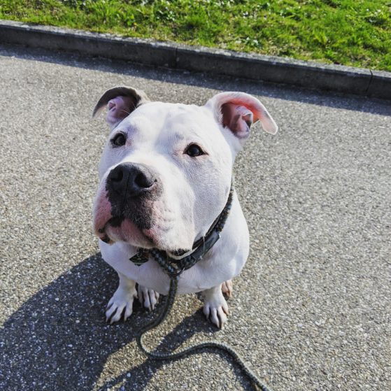 Dog on Street