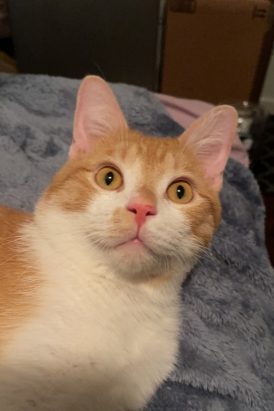 Leo Mr. Mittens