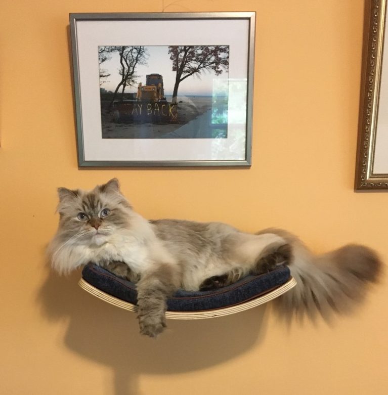a cat lays on their perch 