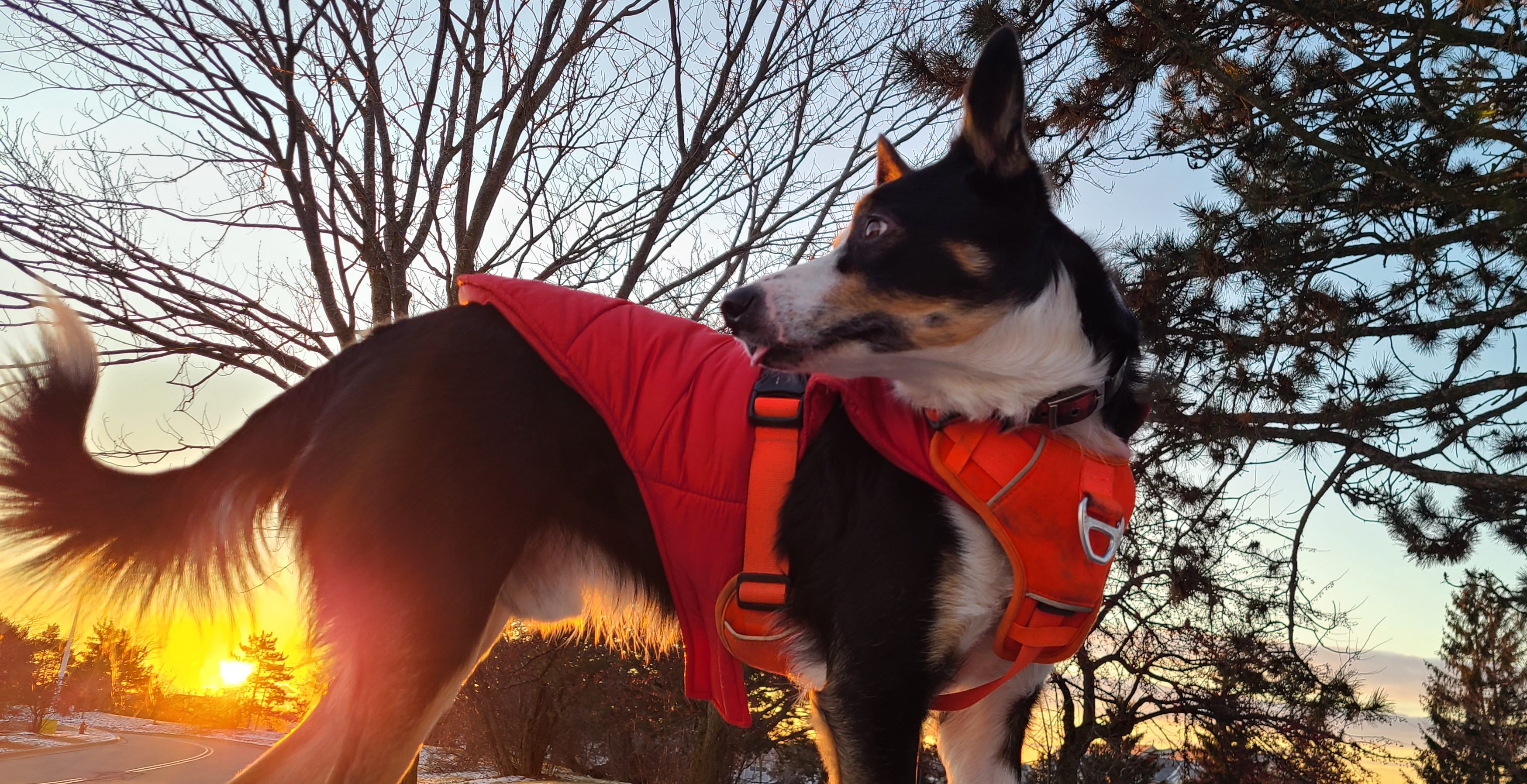 Archer the Dog is a tri-color border collie wearing a jacket and a harness with the sunrise in the background