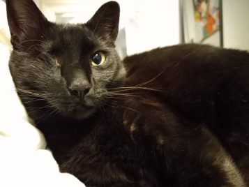 close up of a black cat with one eye