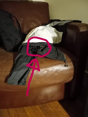 black cat hiding under a black jacket with a red circle around it