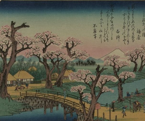 Japanese Cherry Blossoms on each side of a river. In the bottom left section of the photo there is a bridge over the river that joins straw-covered houses on the left side of the river to the pathways left other