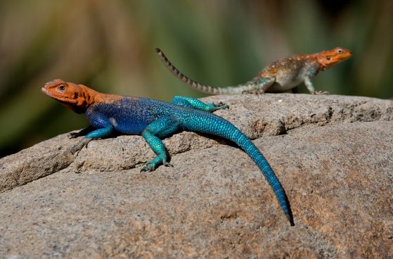 lizardssss