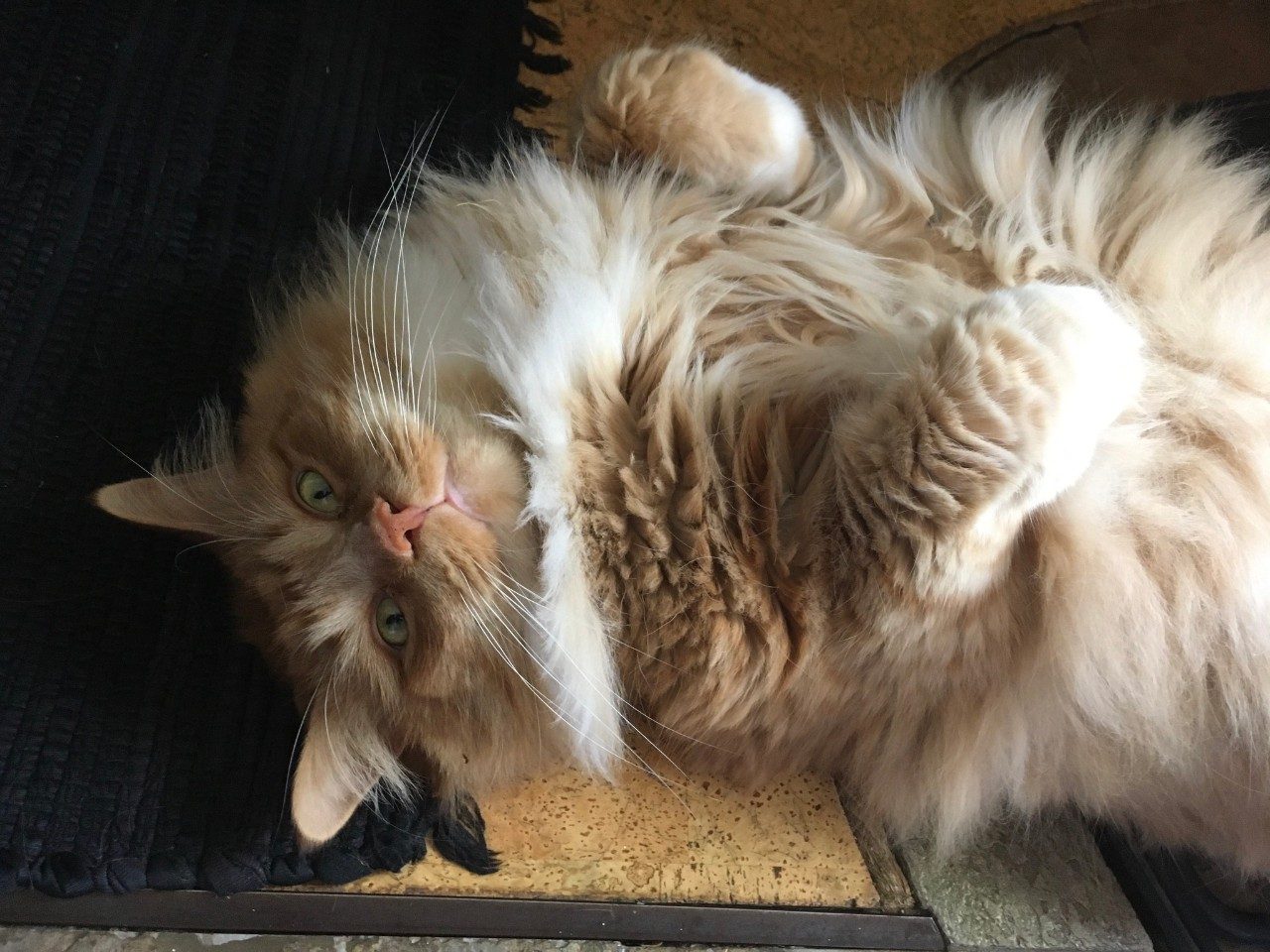 Orange tabby cat exposes belly for pets