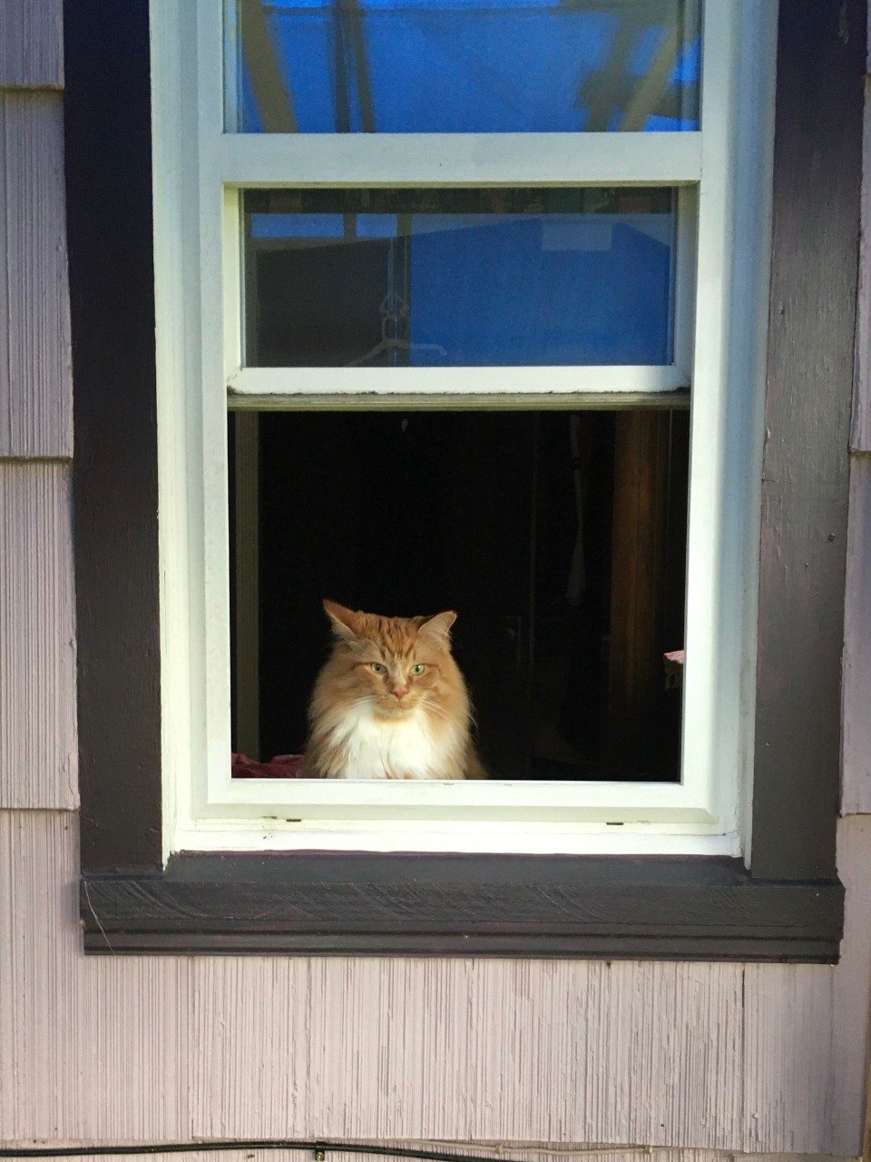 Orange maned cat looks out window