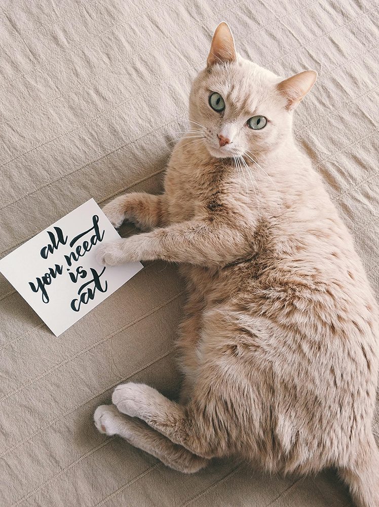 All you need is cat