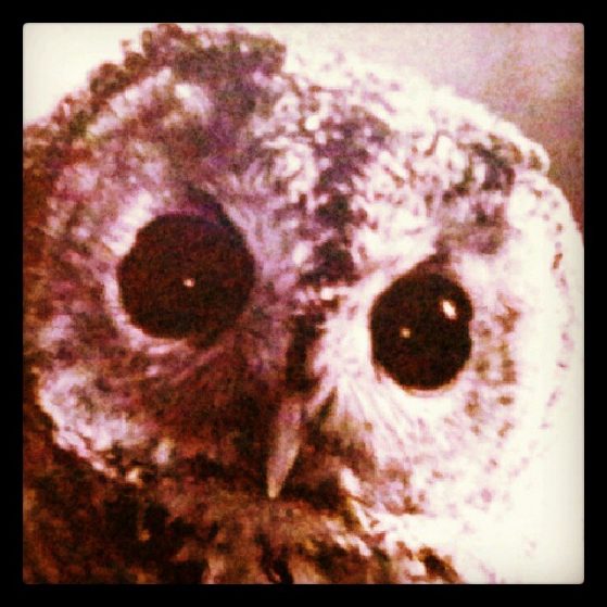 Owl