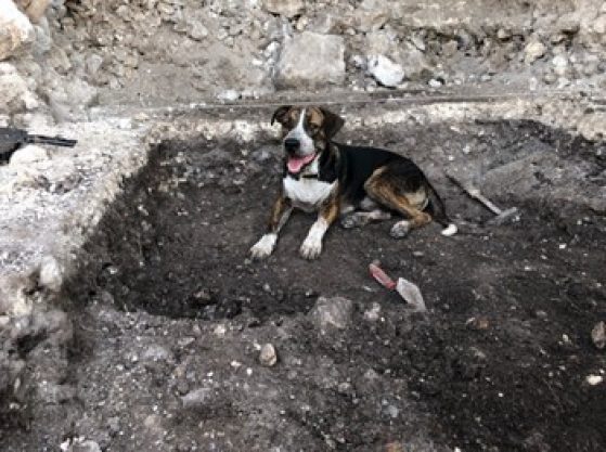 dog at the site