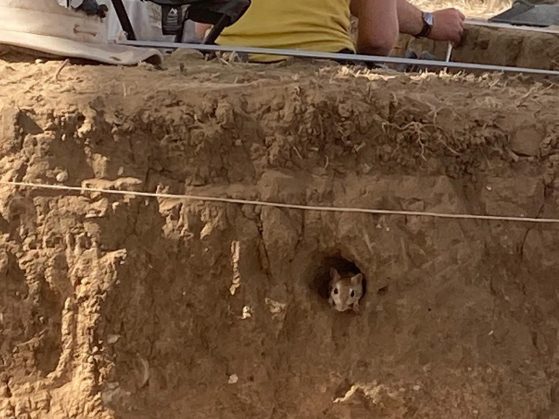 Two excavation holes. There are two people working in the far hole. In the near hole, all we see is the wall with an opening and small animal peeking their head out.