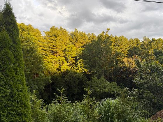 Dense green mountain forest with sunlight illuminating treetops under a cloudy sky, and bushes and grasses in the foreground.