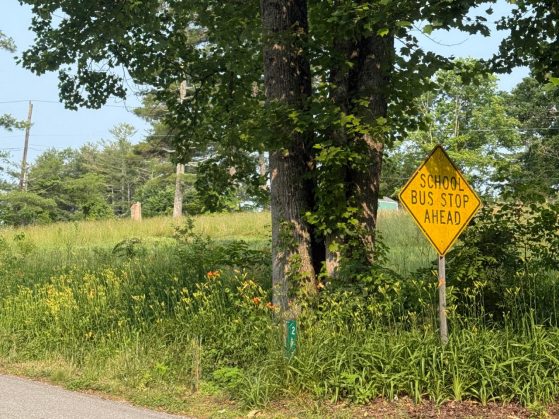 Yellow "School Bus Stop Ahead" sign stands by a rural road, surrounded by tall grass, wildflowers, and leafy green trees.