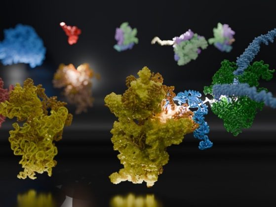 This image is made of cartoons of biochemical structures highlights two alternatives for the ribosome to be recruited to an mRNA that is still being synthesized by RNA polymerase (RNAP). 