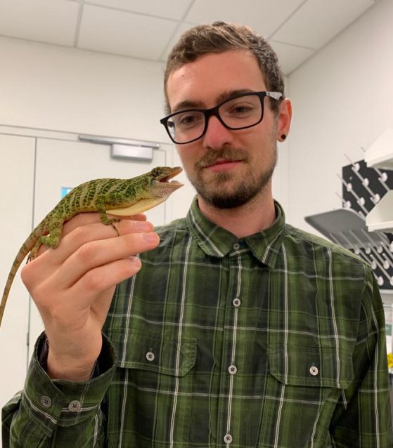 John David Curlis holds a bridled anole, one of over 400 species of anole lizards that use a large and colorful throat fan (called a dewlap) to signal to each other and potential predators. 