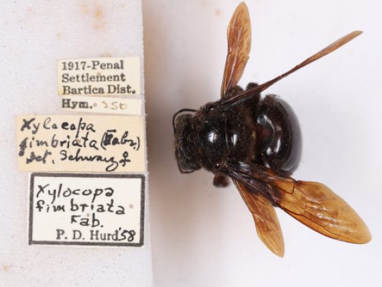 A dorsolateral photograph of a fimbriata specimen, courtesy of A'liya Spinner 