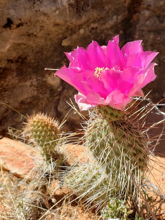 picture of a desert cactus with bright pink flower