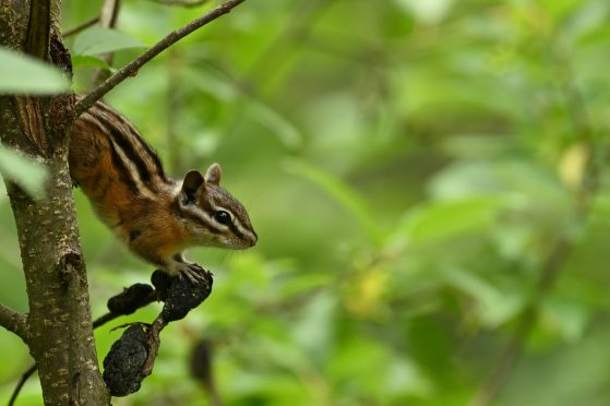 Chipmunk upside down on tree trunk, holding a seed