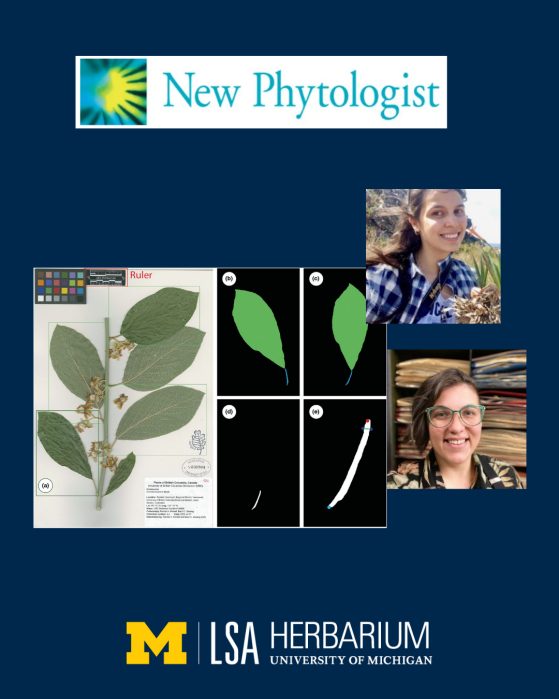 paper in New Phytologist