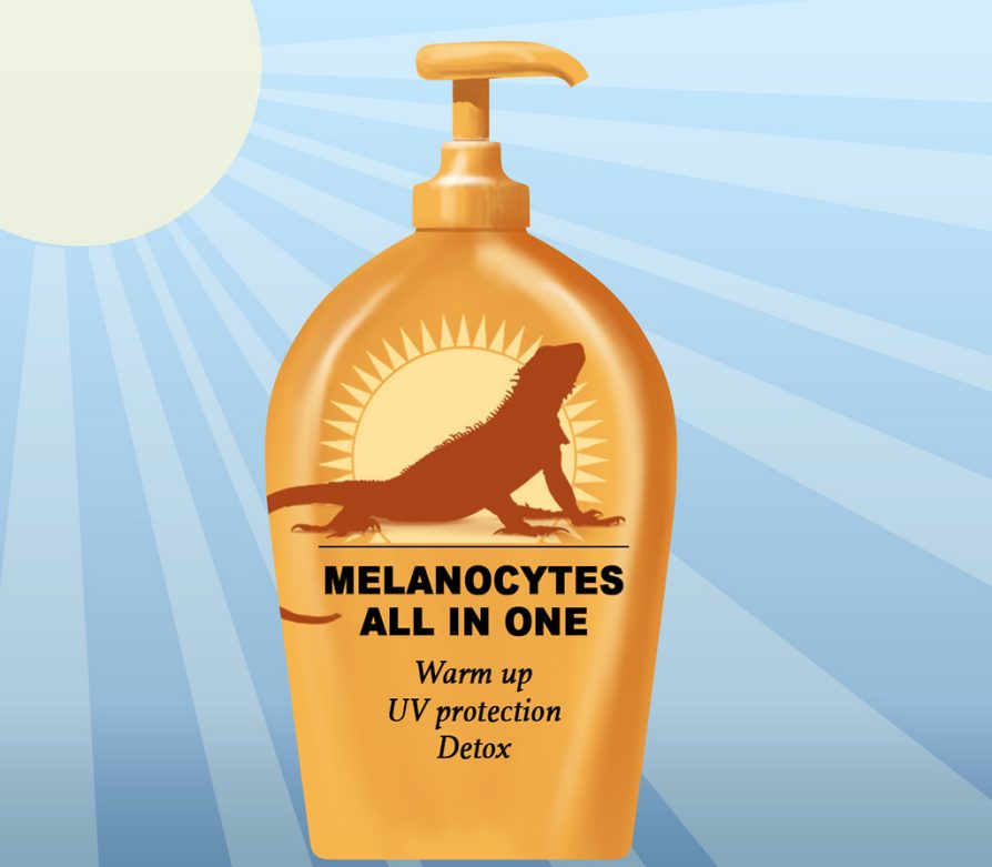 A bottle with a sun and lizard image on it looking like sunscreen with the words: Melanocytes all in one: UV protection, warm up and detox. Illustration: John Megahan