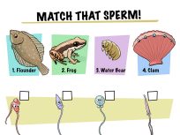 Match that sperm illustration by John Megahan. Pictured and numbered 1 - 4 are a flounder, frog, water bear and a clam. Underneath are sperm characters to match with the correct creature above. 