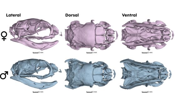 sea snakes skull comparison