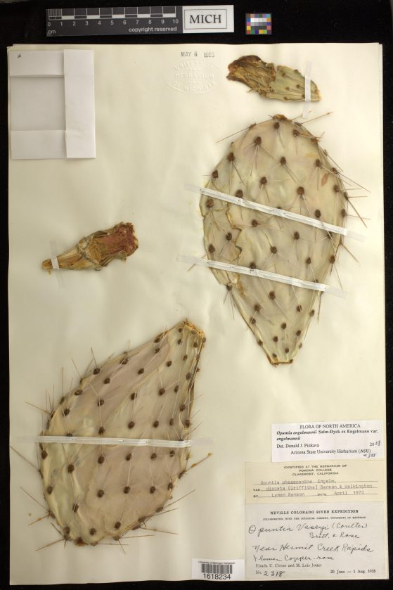 herbaria specimen