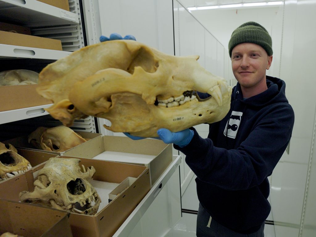Charlie Engelman holding a large bear skull in the collections