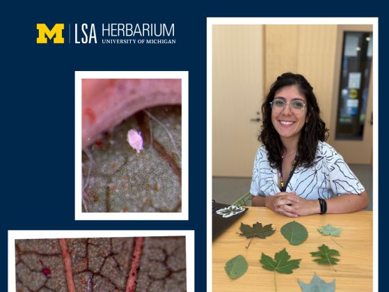 Marianne Azevedo Silva’s research dives into U-M's historical herbarium specimens