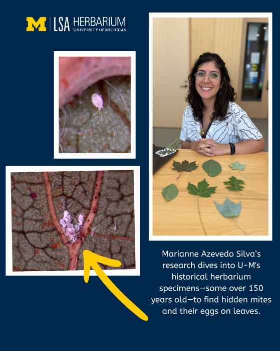 Marianne Azevedo Silva’s research dives into U-M's historical herbarium specimens