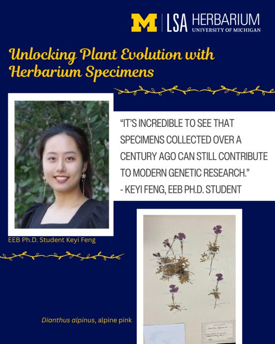 Unlocking Plant Evolution with Herbarium Specimens