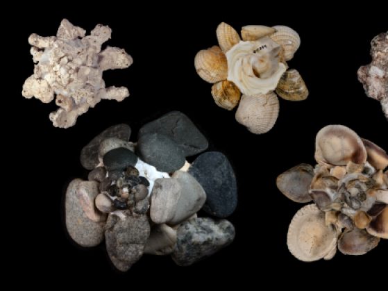 Picture of mollusc