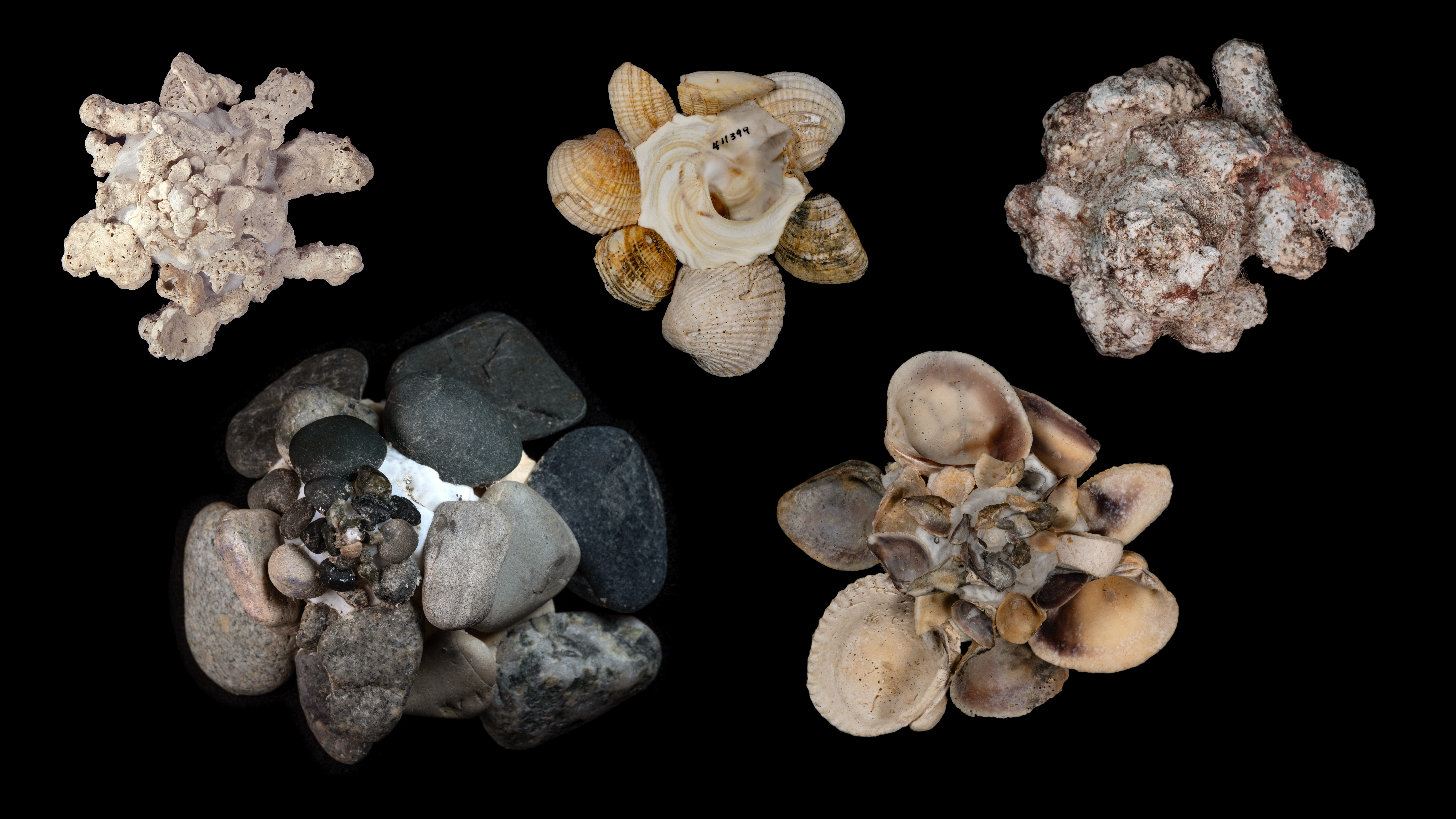 Picture of mollusc