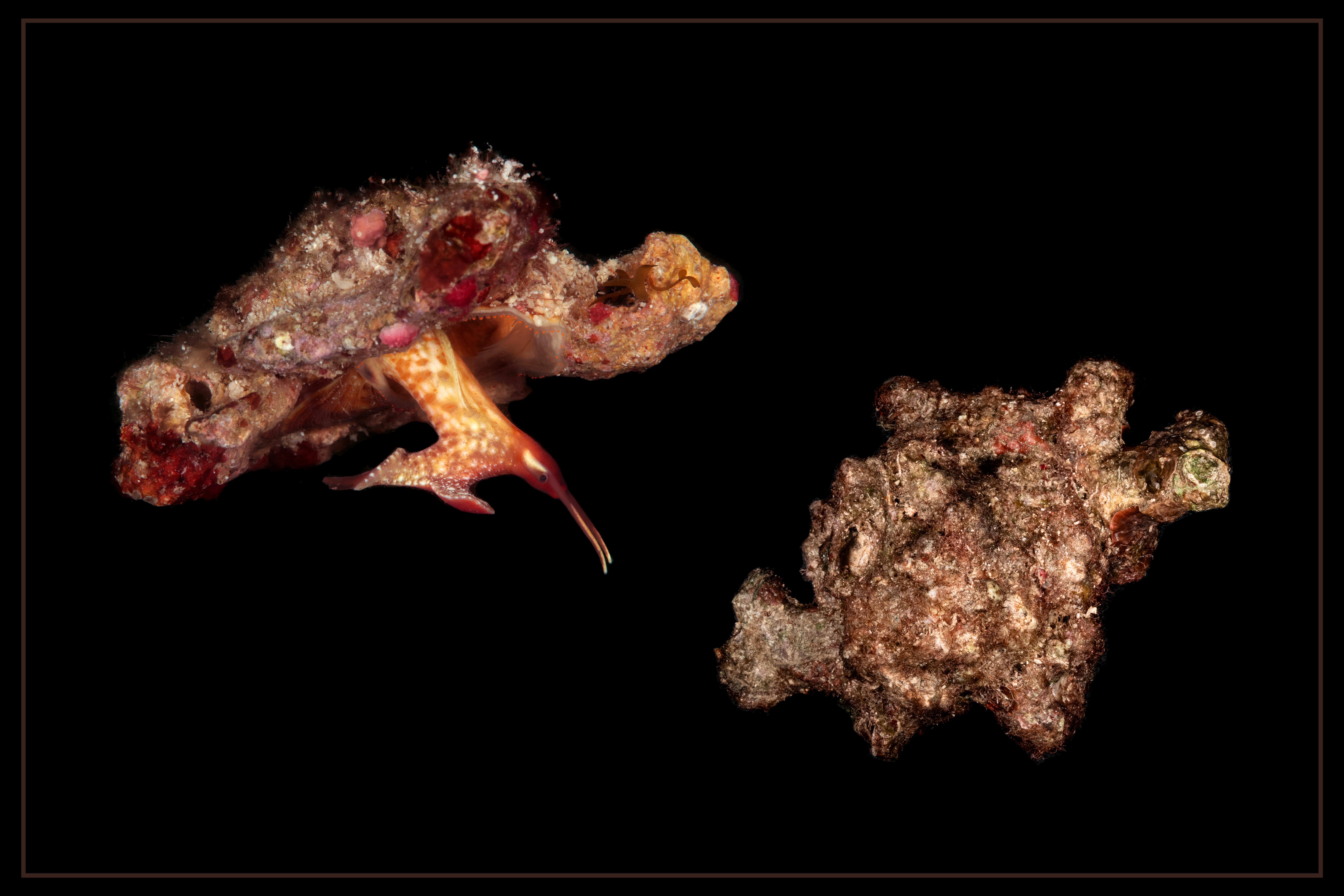Molusc