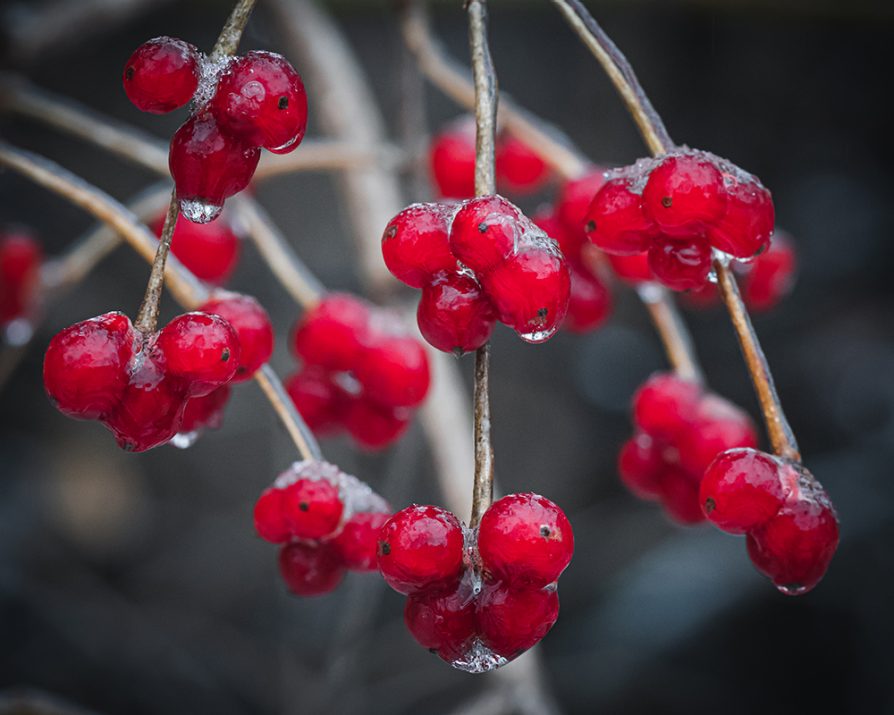 Red berries covered in ice