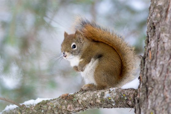 An American red squirrel (Tamiasciurus hudsonicus) in Calgary, Alberta. Most of today’s tree-dwelling mammals, such as red squirrels, originated after the asteroid impact 66 million years ago, which devastated forests worldwide. A new study suggests that ground-dwelling and semi-arboreal mammals were better able to survive the event. Image credit: Daniel J. Field