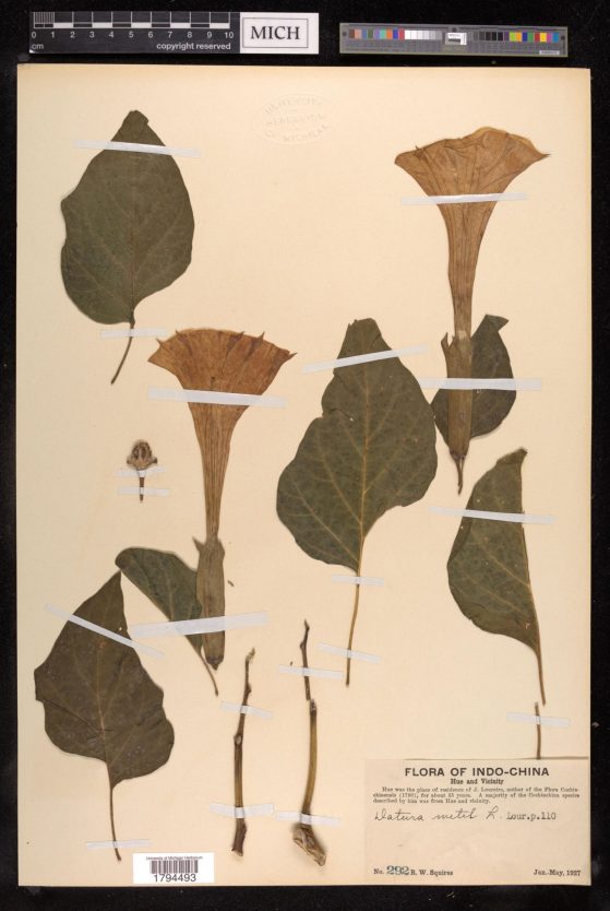 Datura metel  (Solanaceae)