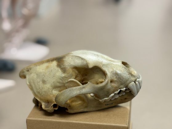 wolverine skull